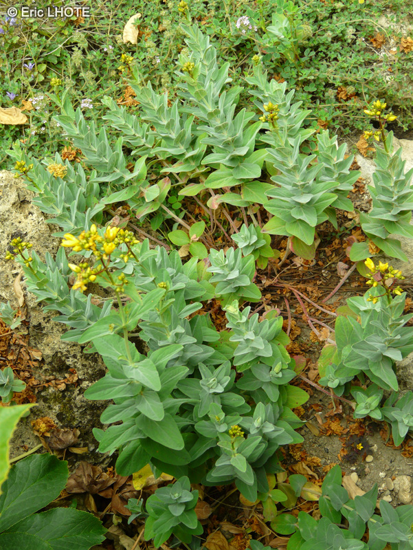 Hypericaceae - Hypericum orientale - Millepertuis
