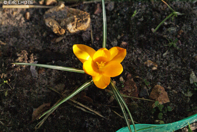 Iridaceae - Crocus flavus - Crocus jaune, Crocus doré