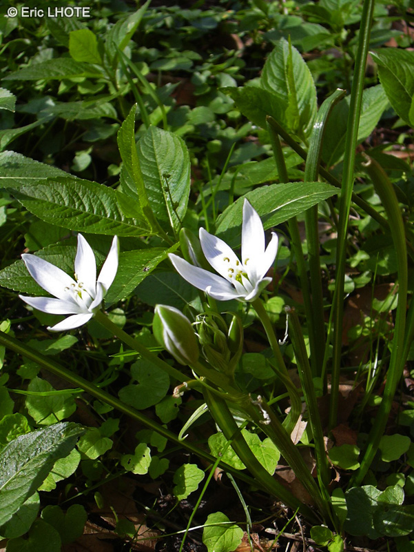 Iridaceae - Crocus vernus - Crocus, Safran printanier