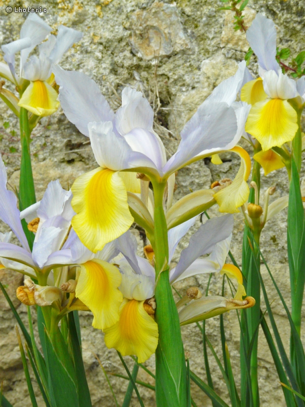 Iridaceae - Iris Apollo - Iris