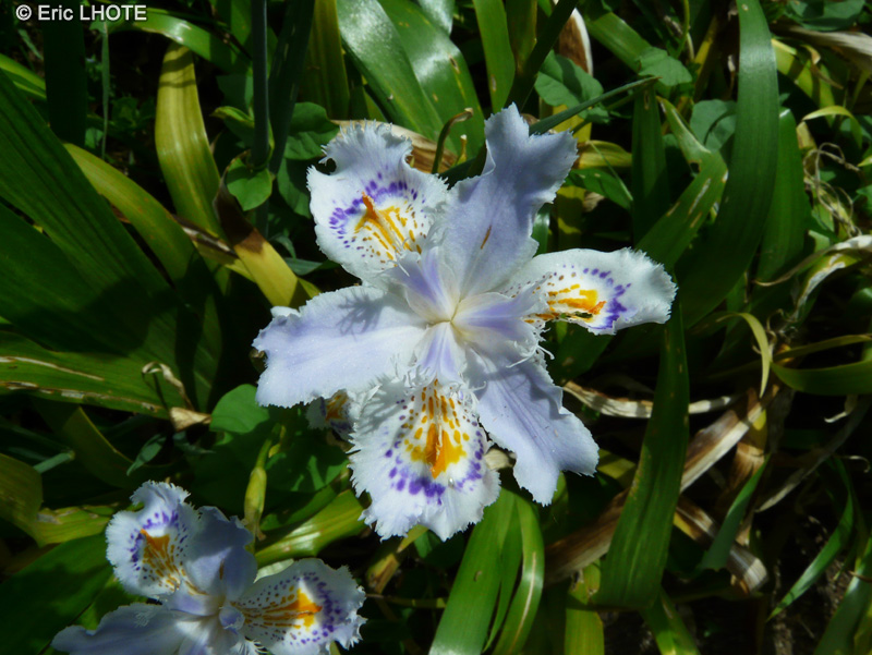 Iridaceae - Iris confusa - Iris Bambou