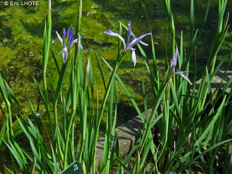 Iridaceae - Iris ensata var. pabularia - Iris du Japon
