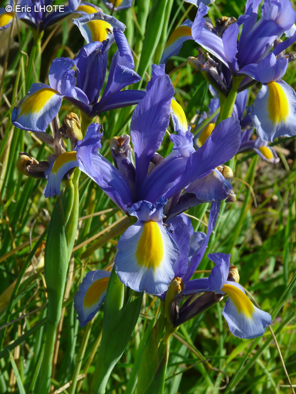 Iridaceae - Iris hollandica - Iris de Hollande