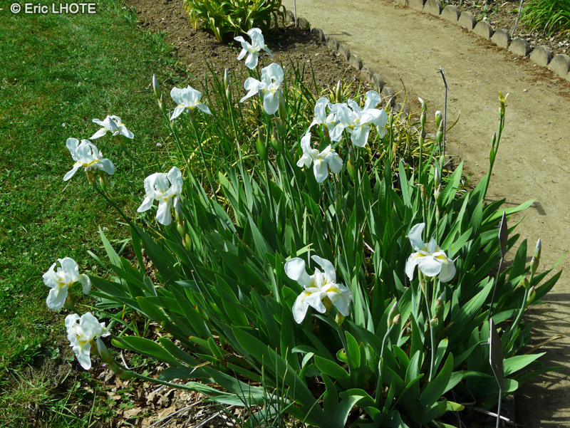  - Iris latifolia - 