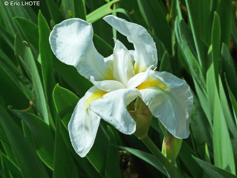 Iridaceae - Iris latifolia - Iris à larges feuilles, Iris des Pyrénées