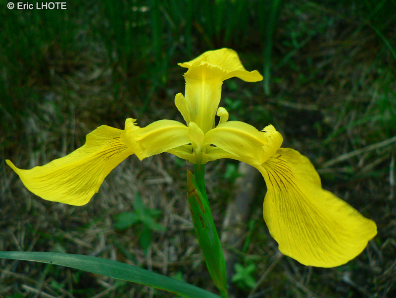  - Iris pseudoacorus - 