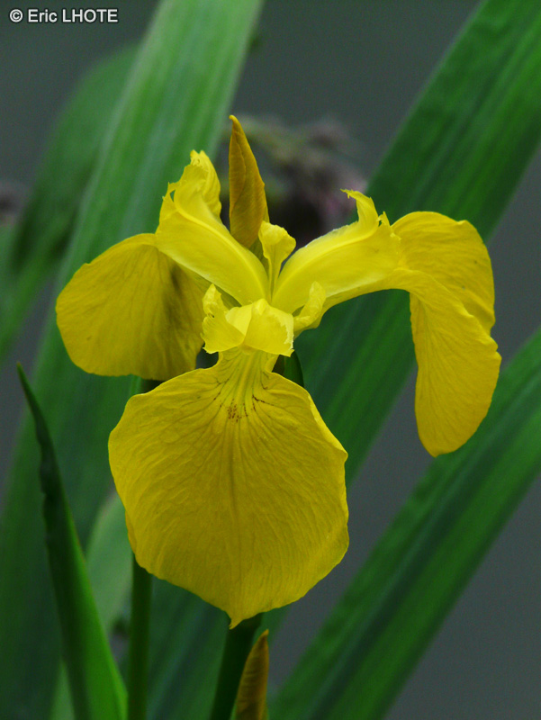  - Iris pseudoacorus - 