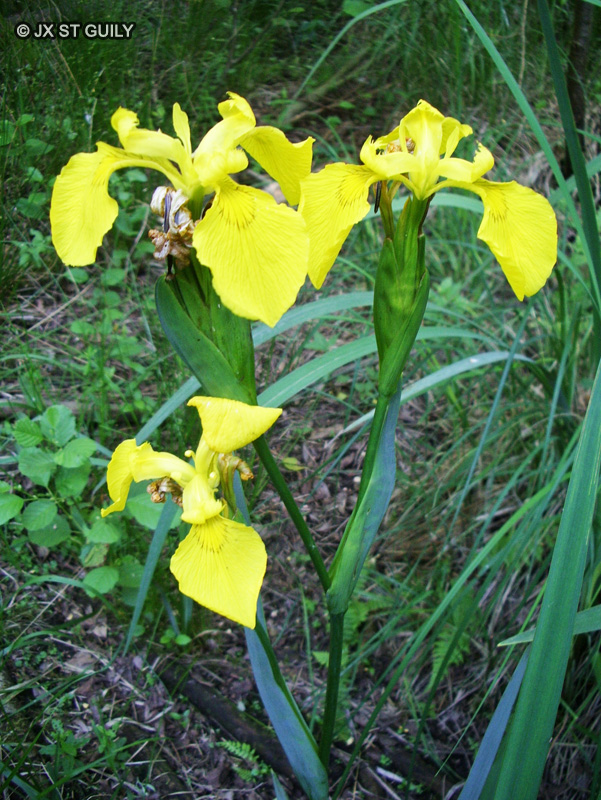 Iridaceae - Iris pseudoacorus - Iris faux-Acore, Iris jaune, Flambe d’eau, Glaies en saintonge