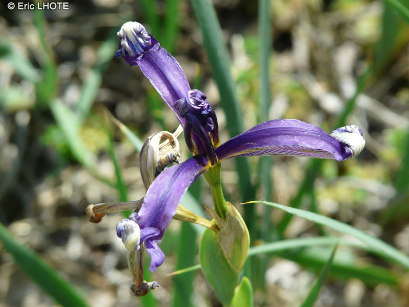 Iridaceae - Iris spuria - Iris bâtard
