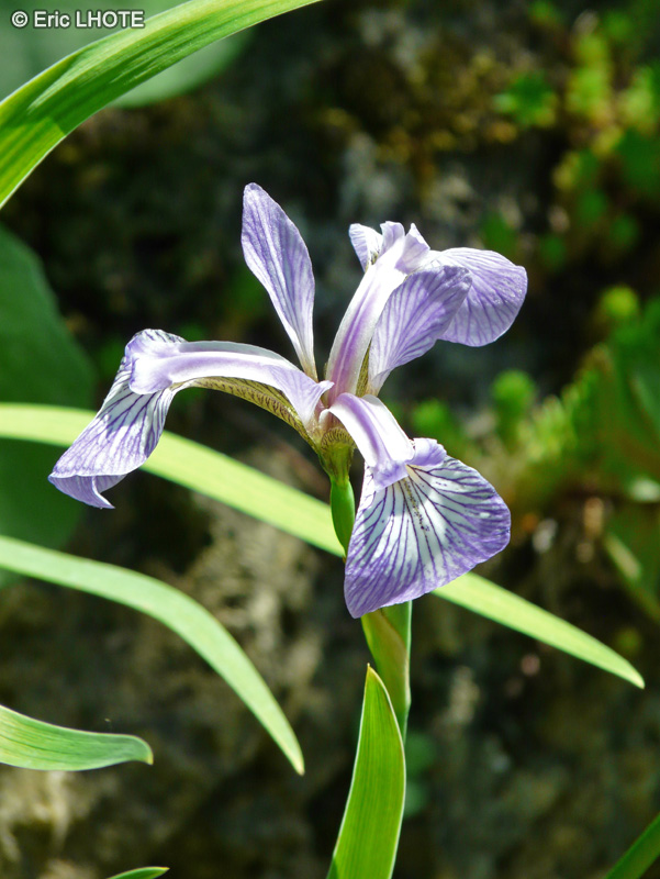Iridaceae - Iris versicolor - Iris versicolore