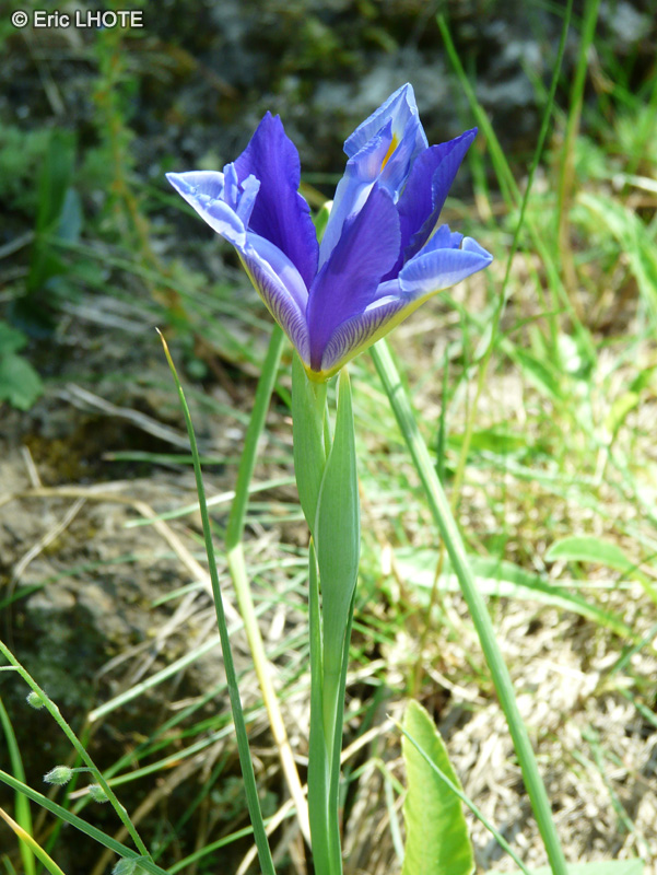 Iridaceae - Iris xiphium - Iris d’Espagne, Iris à feuilles en forme de glaive