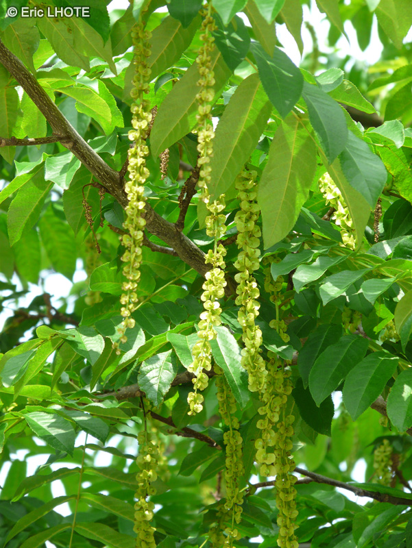  - Pterocarya fraxinifolia, Pterocarya caucasica - 