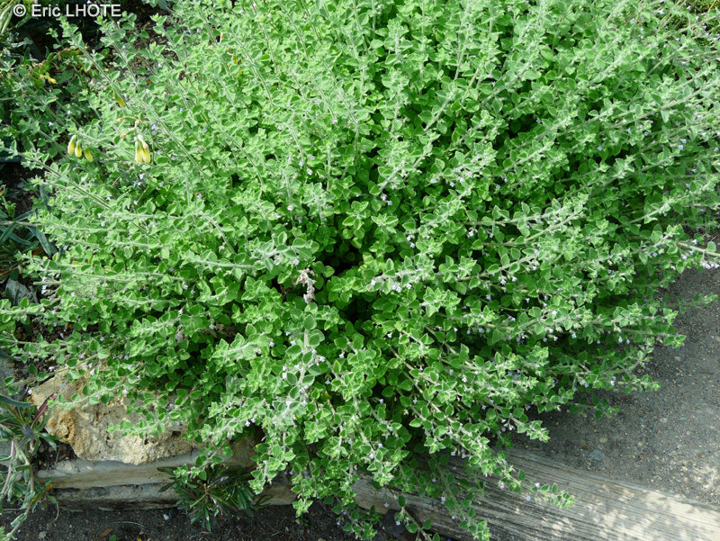 Lamiaceae - Calamintha cretica - Calament de Crète
