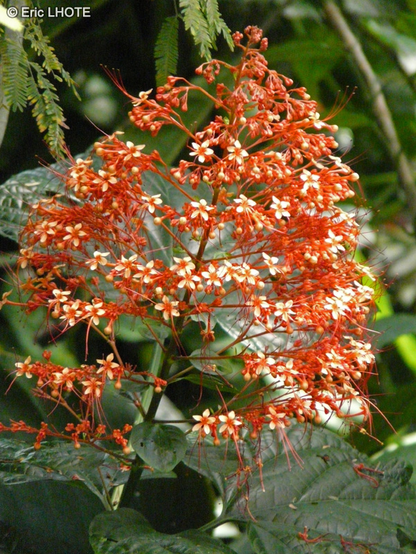 Lamiaceae - Clerodendrum paniculatum - Clérodendron paniculé