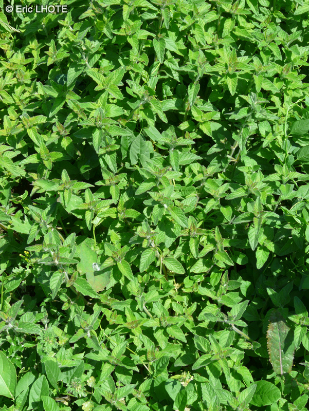 Lamiaceae - Clinopodium vulgare - Clinopode commun, Grand Basilic, Calament clinopode