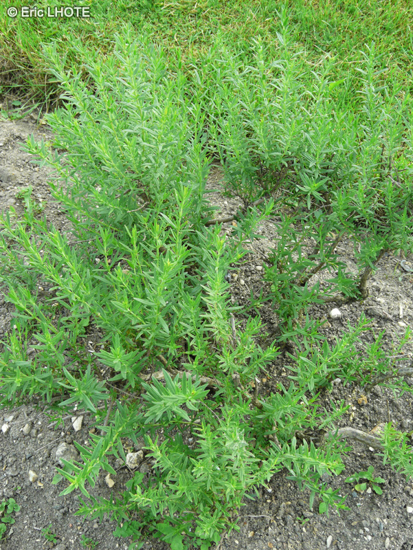 Lamiaceae - Hyssopus officinalis - Hysope officinale