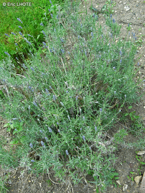 Lamiaceae - Lavandula angustifolia, Lavandula officinalis - Lavande officinale, Lavande vraie