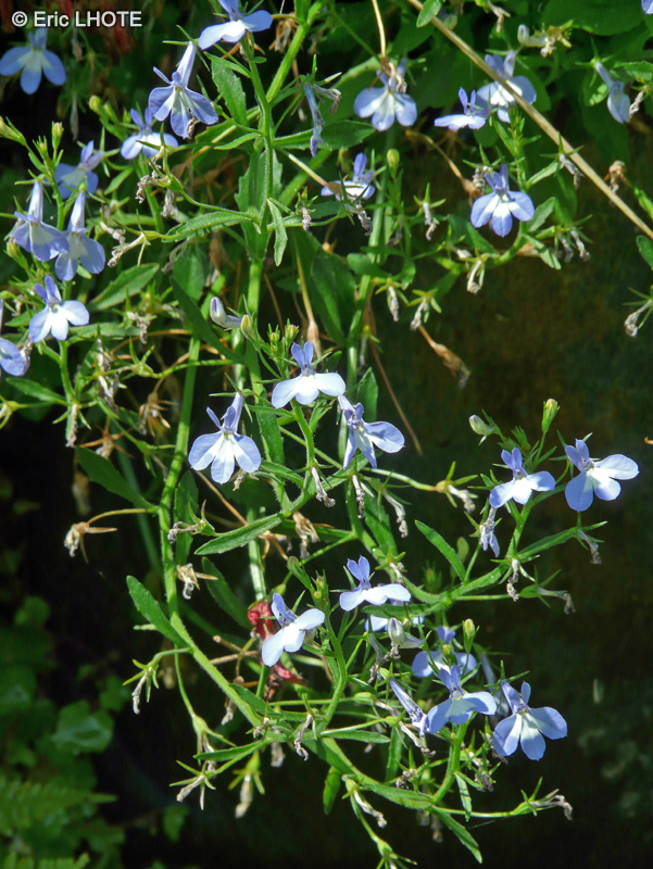 Lamiaceae - Lobelia erinus - Lobélie érine