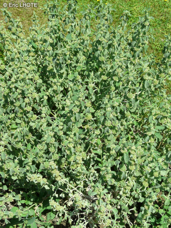 Lamiaceae - Marrubium vulgare - Marroube commun, Marroube blanc, Bonhomme, Grand Bonhomme, Herbe aux crocs