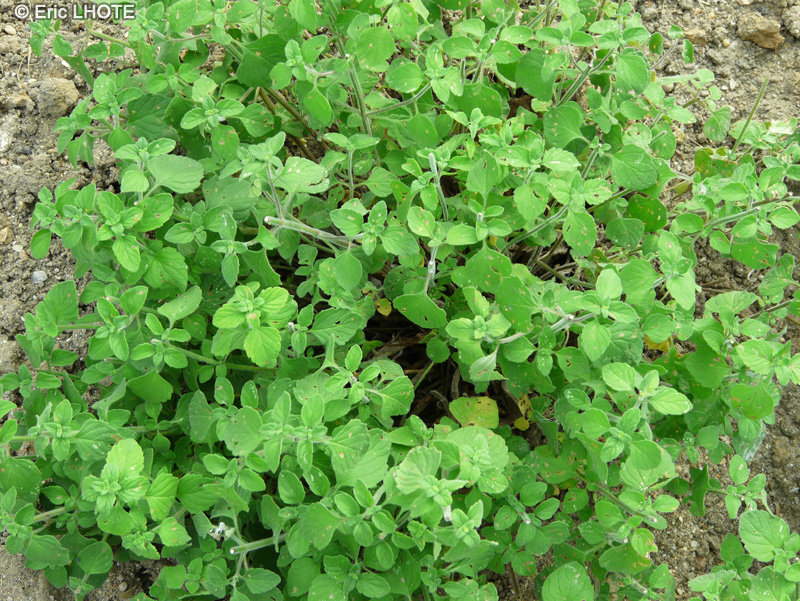 Lamiaceae - Micromeria thymifolia - Micromérie à feuilles de thym