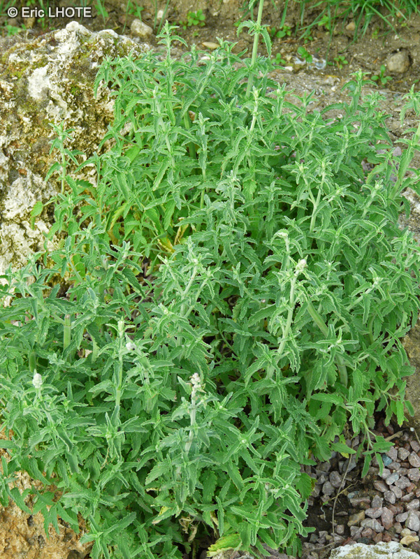 Lamiaceae - Nepeta nepetella - Petit Népéta