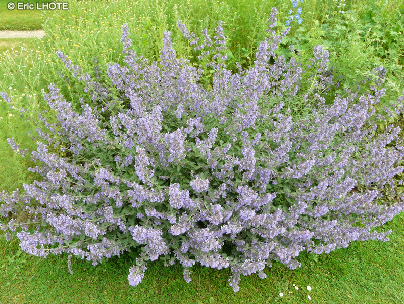 Lamiaceae - Nepeta x faassenii - Herbe à chat, Chataire, Menthe des chats