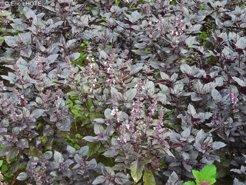  - Ocimum basilicum purpurascens - 