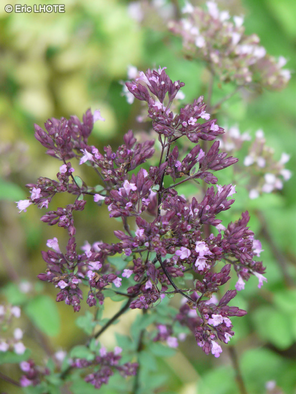 Lamiaceae - Origanum laevigatum Purple Charm - Origan, Marjolaine