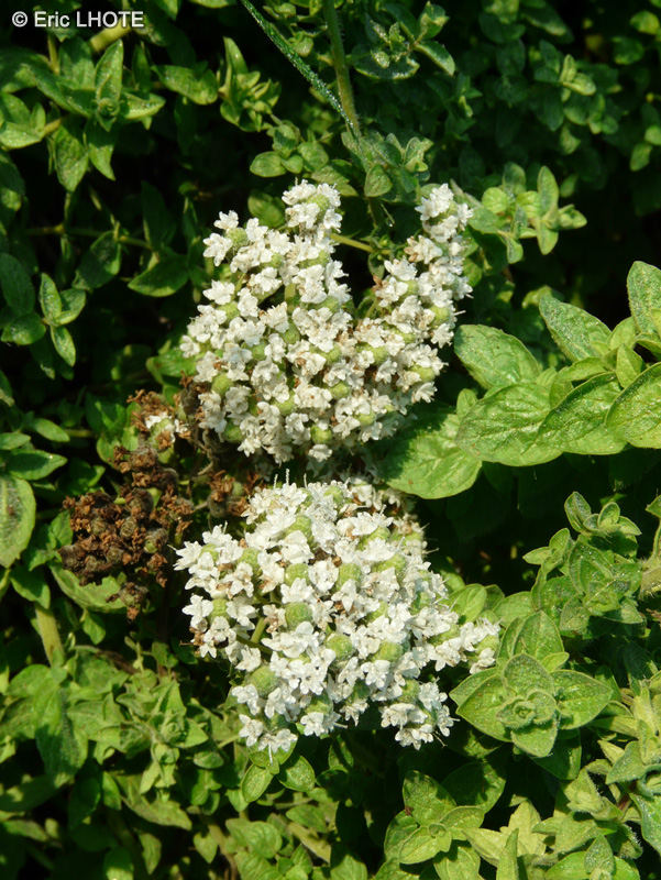 Lamiaceae - Origanum onites - Origan