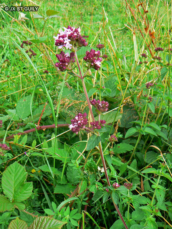 Lamiaceae - Origanum vulgare - Origan, Origan commun, Marjolaine sauvage, Marjolaine commune, Marjolaine vivace