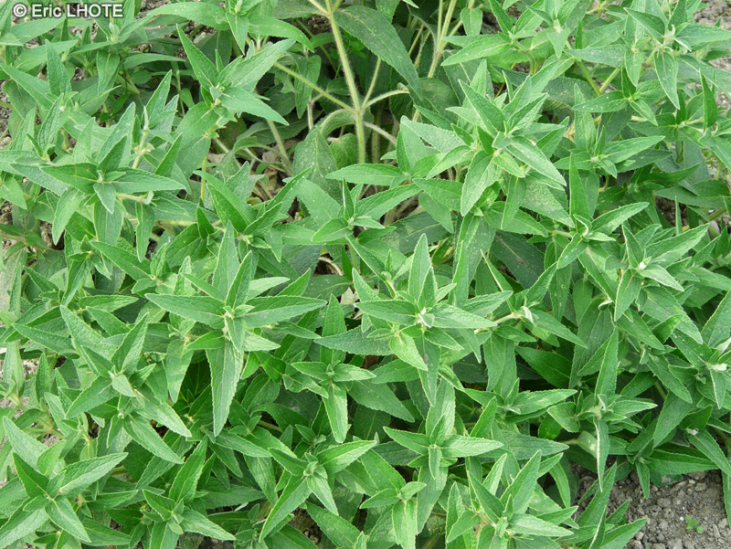 Lamiaceae - Phlomis herba-venti - Herbe au vent