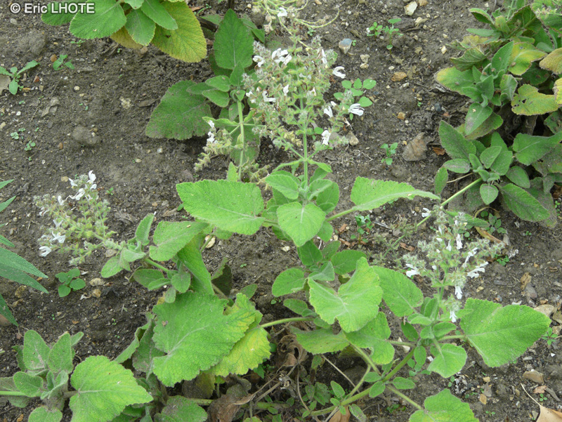 Lamiaceae - Salvia broussonetii - Sauge broussonetii