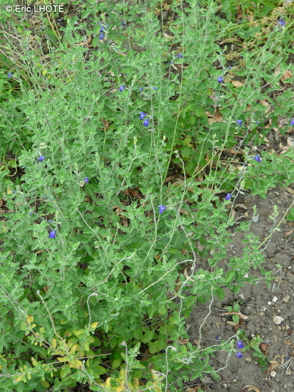 Lamiaceae - Salvia chamaedryoides - Sauge bleue du Mexique