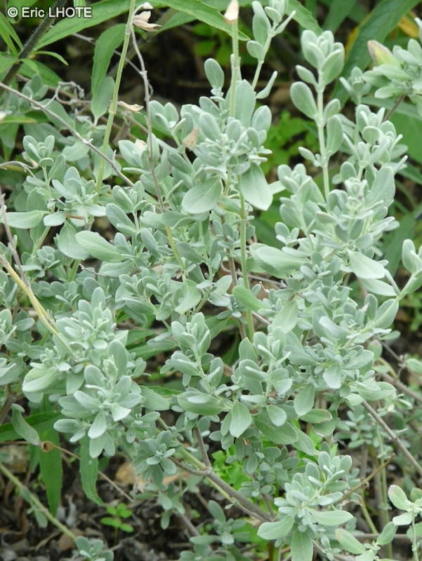 Lamiaceae - Salvia chamaedryoides Sylver Leaves - Sauge bleue du Mexique à feuilles argentées