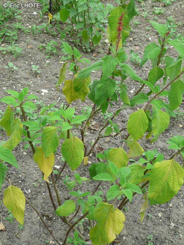 Lamiaceae - Salvia confertiflora - Sauge à fleurs serrées