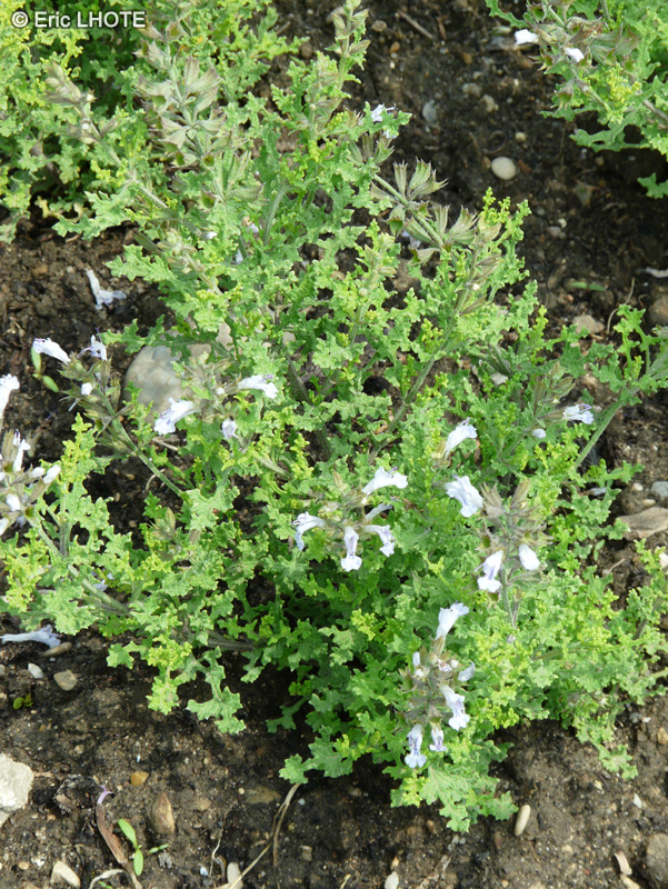 Lamiaceae - Salvia dentata - Sauge dentelée, Sauge mentholée