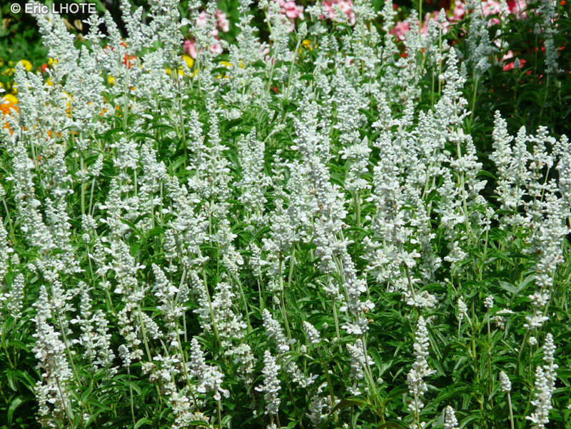 Lamiaceae - Salvia farinacea Cirrus - Sauge farineuse blanche