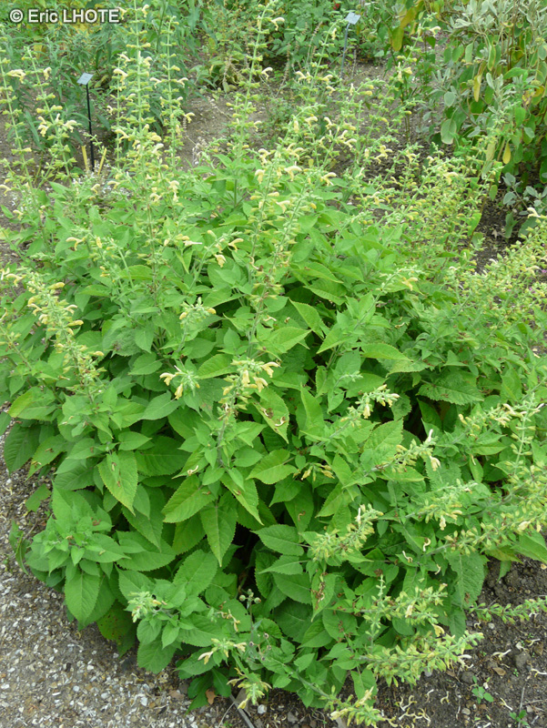 Lamiaceae - Salvia glutinosa - Sauge glutineuse