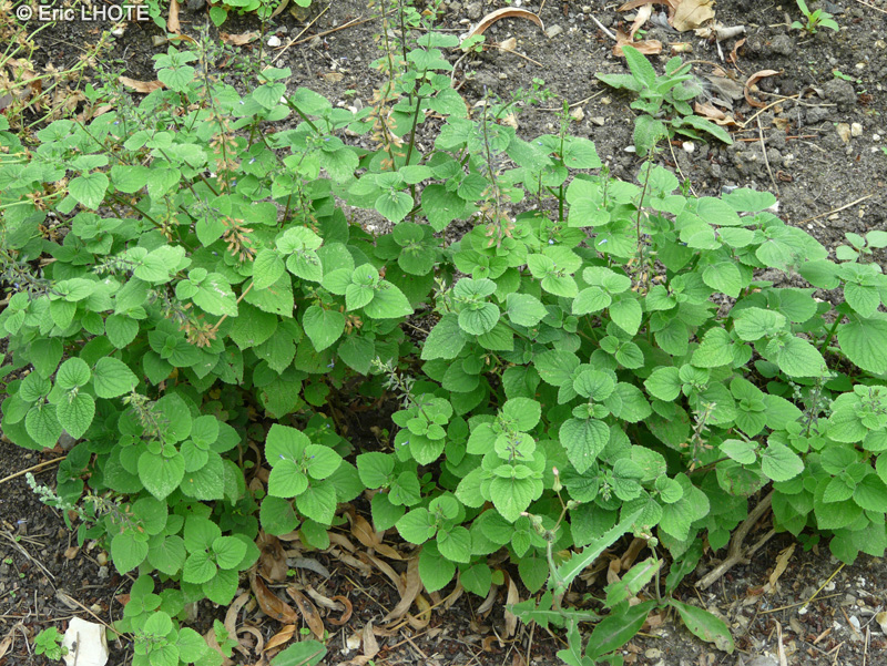 Lamiaceae - Salvia interrupta - Sauge interrupta