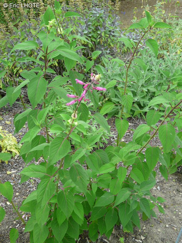 Lamiaceae - Salvia involucrata Bethelii - Sauge involucre Bethelii