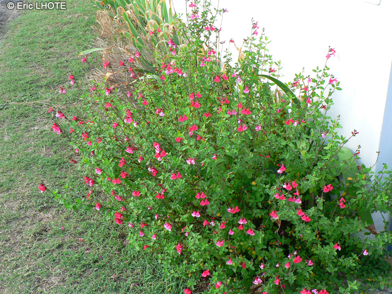  - Salvia microphylla Grahamii - 
