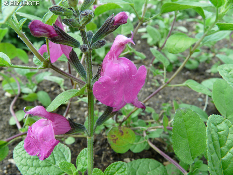  - Salvia microphylla Pink Blush - 