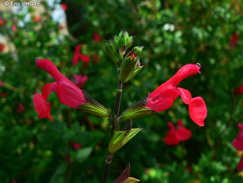  - Salvia microphylla grahamii - 
