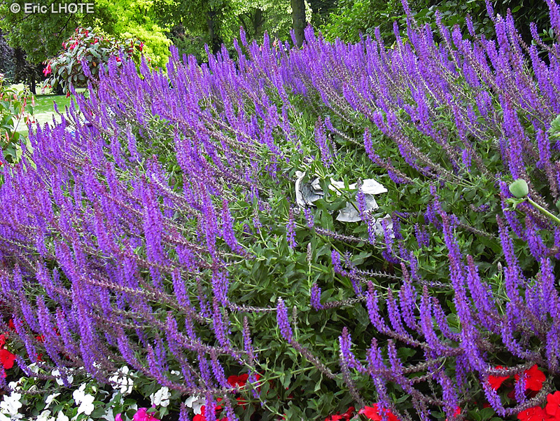 Lamiaceae - Salvia nemorosa - Sauge des bois, Sauge des forêts, Sauge violette