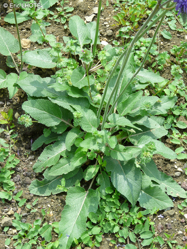 Lamiaceae - Salvia nutans - Sauge