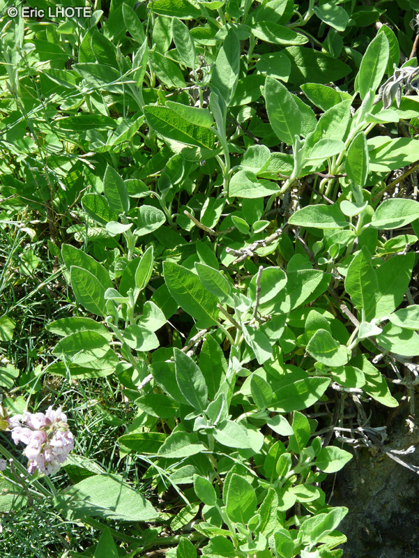  - Salvia officinalis - 