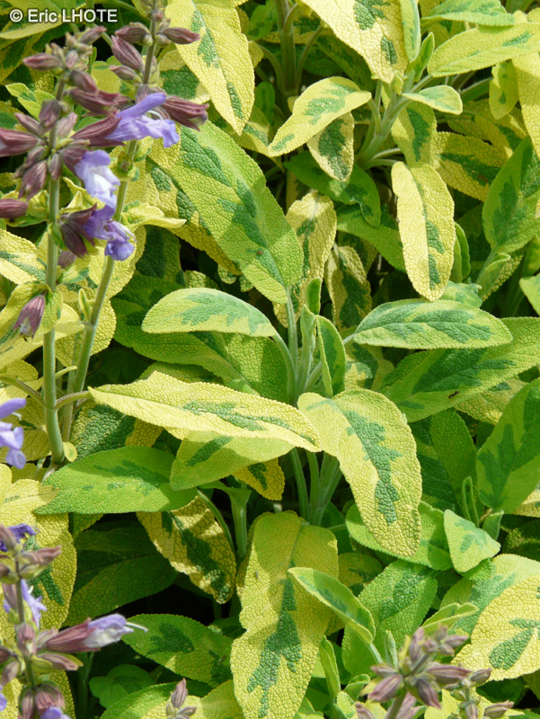 Lamiaceae - Salvia officinalis aurea - Sauge officinale dorée