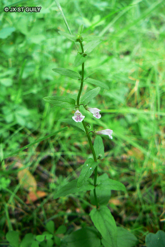 Lamiaceae - Scutellaria minor - Scutellaire naine, Petite Scutellaire, Petite Toque