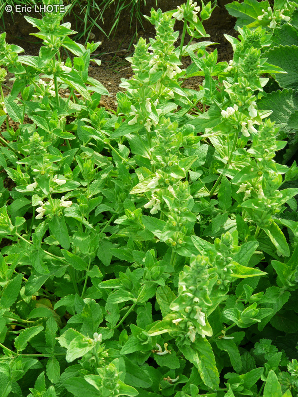 Lamiaceae - Stachys menthifolia, Stachys grandiflora, Stachys macrantha - Epiaire, Bétoine