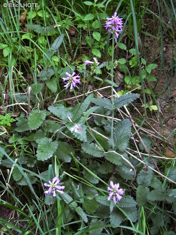 Lamiaceae - Stachys officinalis - Epiaire officinale, Bétoine officinale